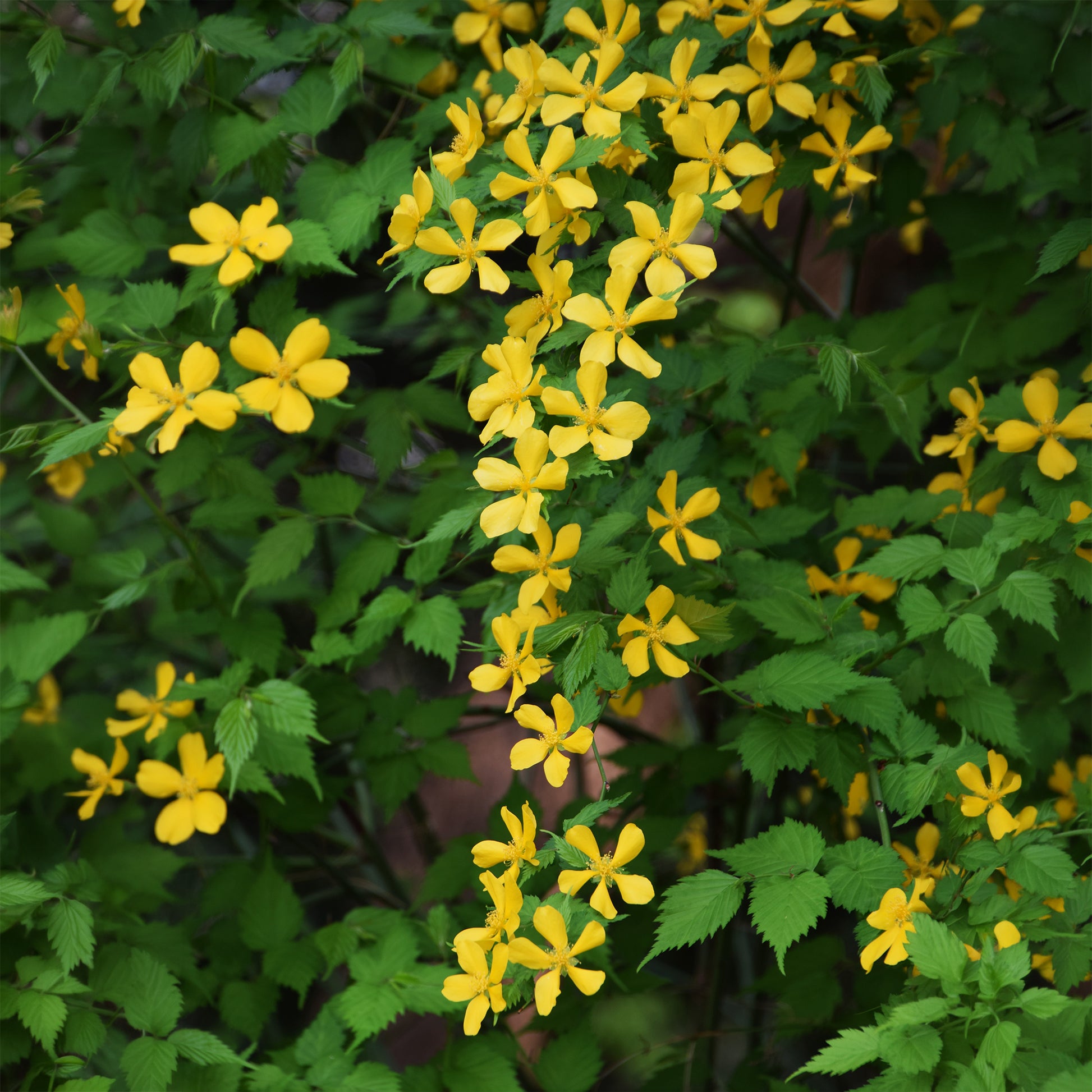 Ranonkelstruik Golden Guinea - Kerria japonica Golden Guinea - Bakker