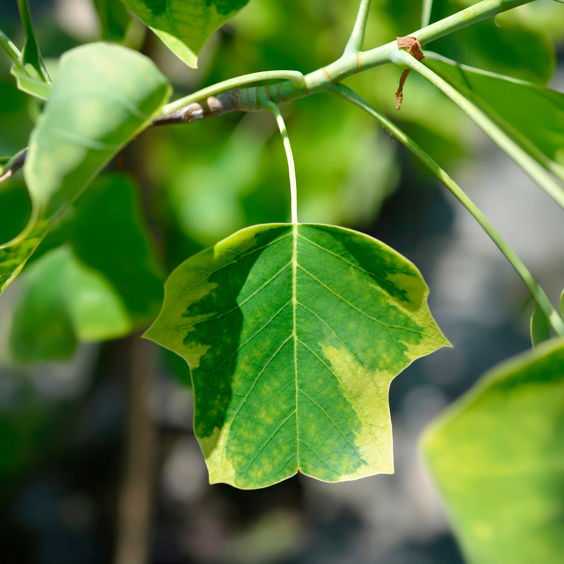Liriodendron tulipifera Aureomarginata - Bonte tulpenboom - Bloeiende bomen