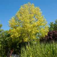 Bonte tulpenboom - Bakker
