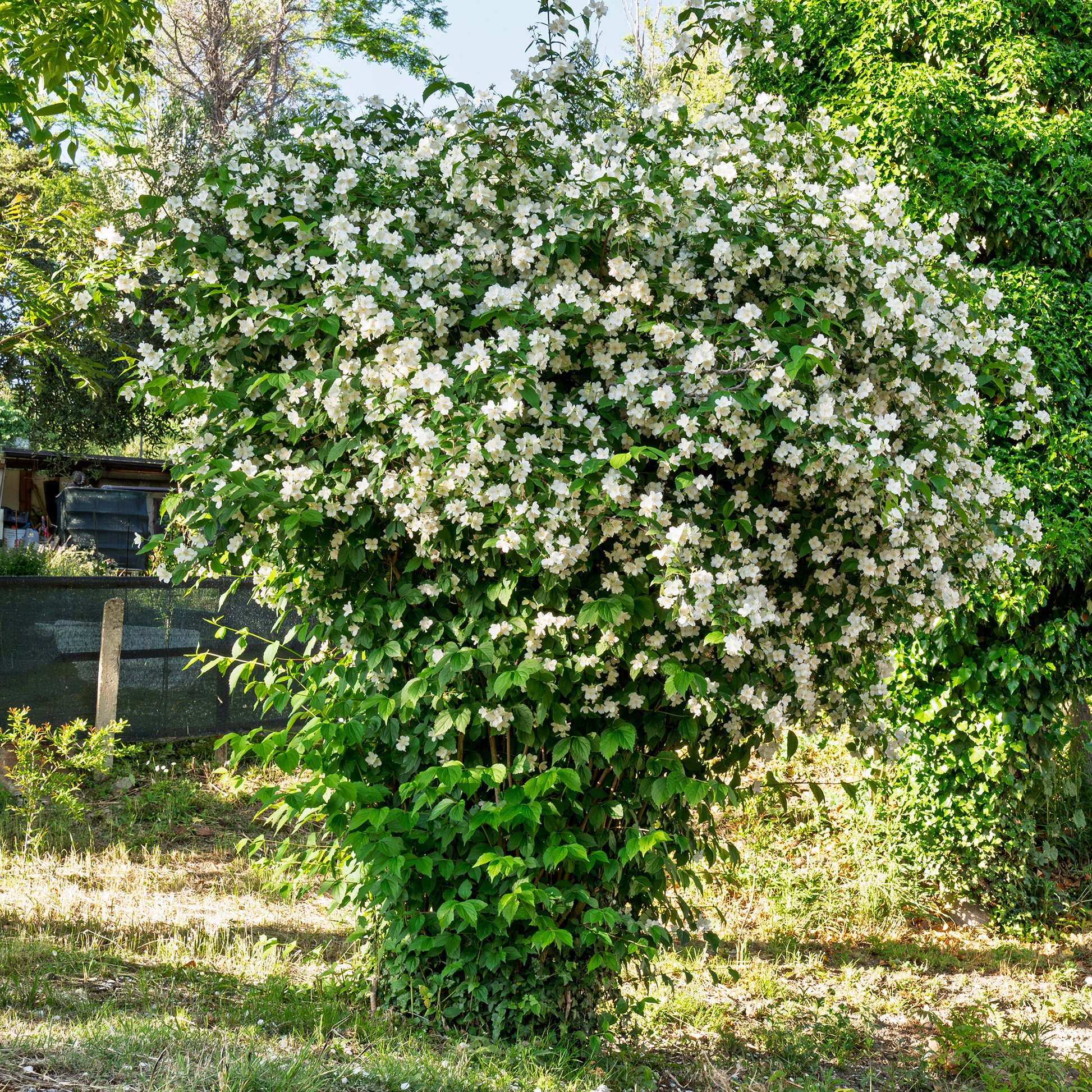 Verkoop Boerenjasmijn - Philadelphus coronarius