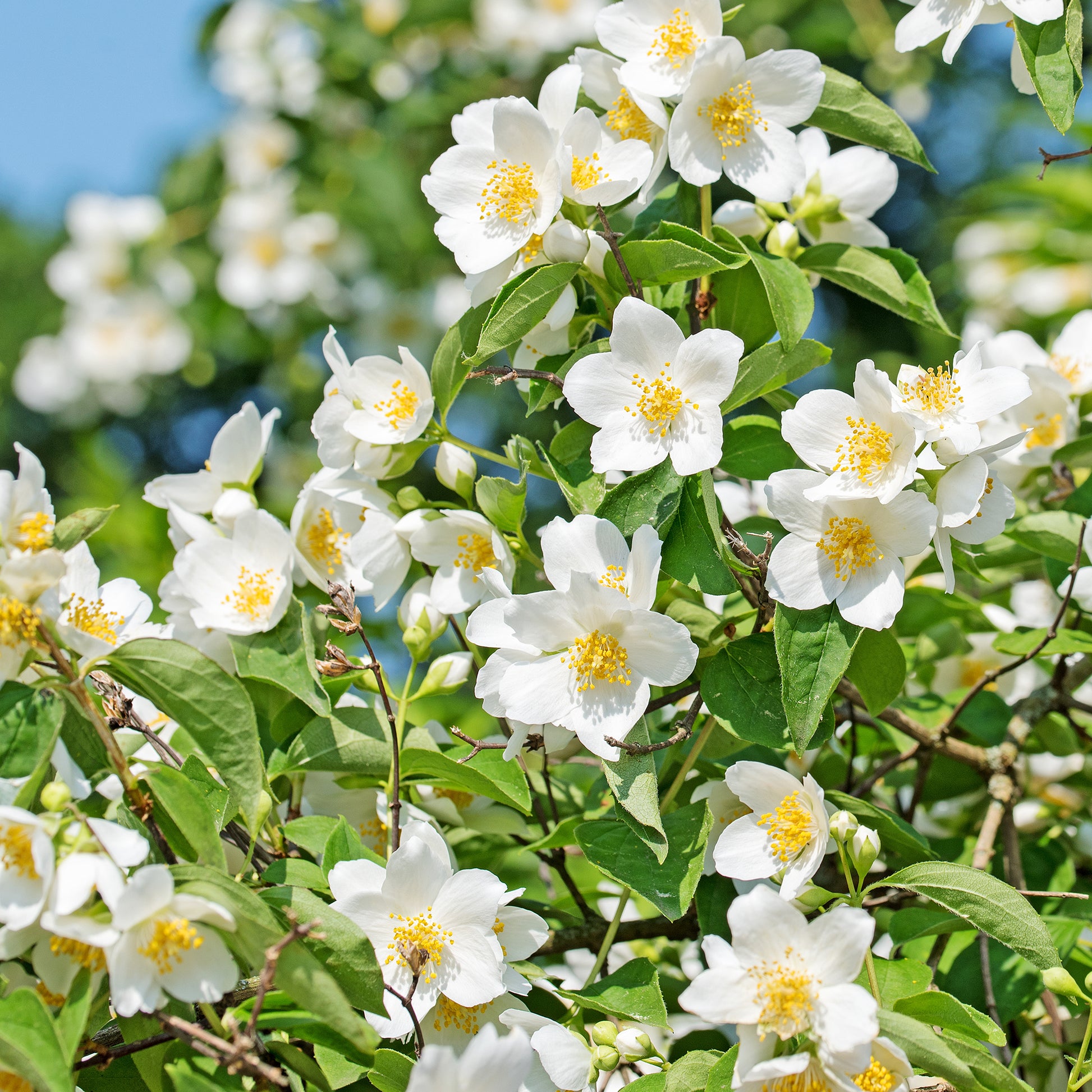 Bloeiende heesters - Boerenjasmijn - Philadelphus coronarius