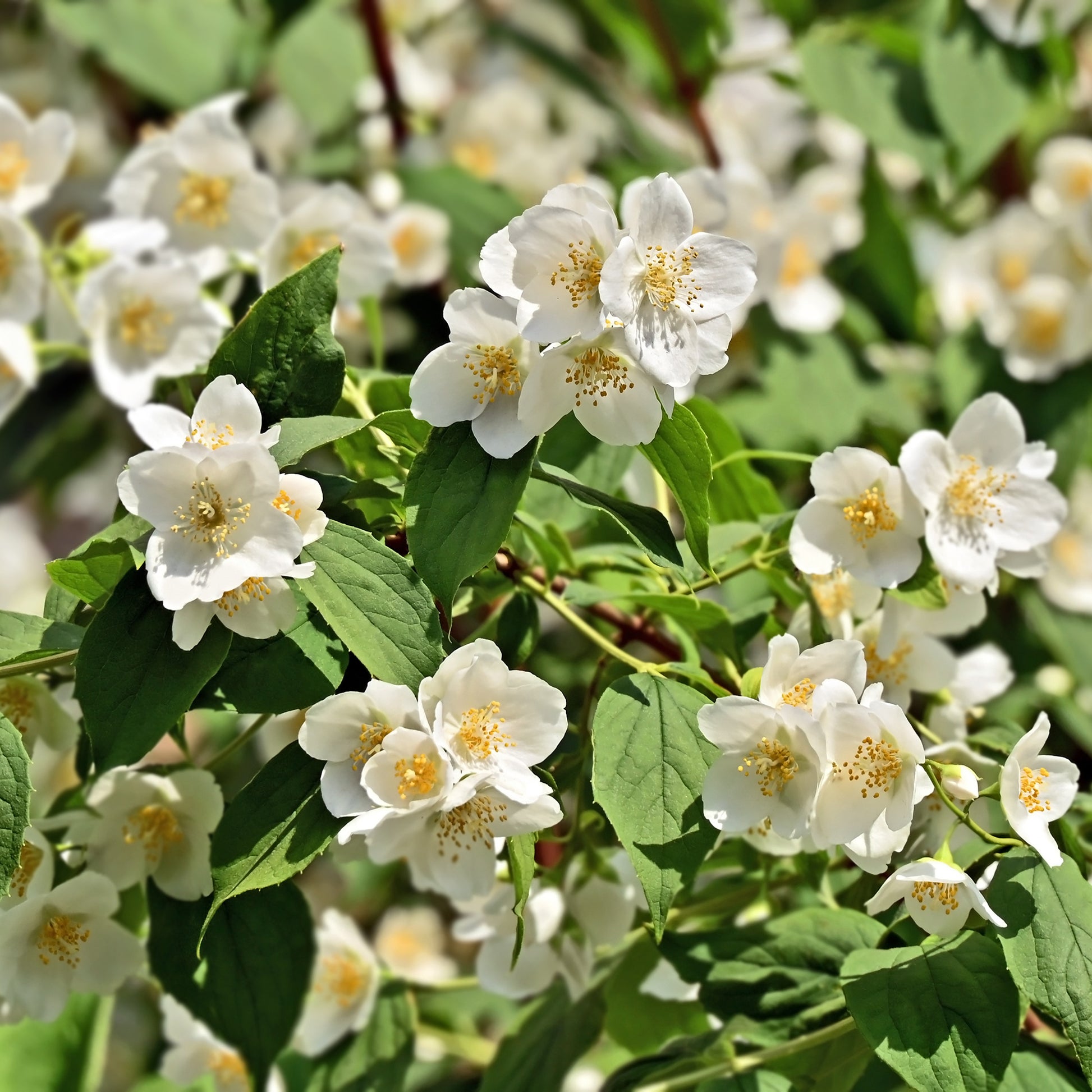 Boerenjasmijn - Philadelphus coronarius - Bakker
