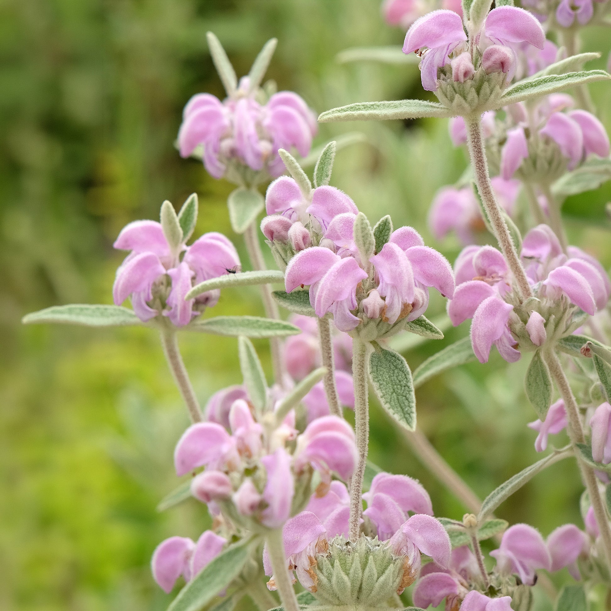 Phlomis purpurea - Paarse brandkruid - Salie