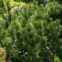 Pinus mugo Pumilio - Bergden Pumilio - Den