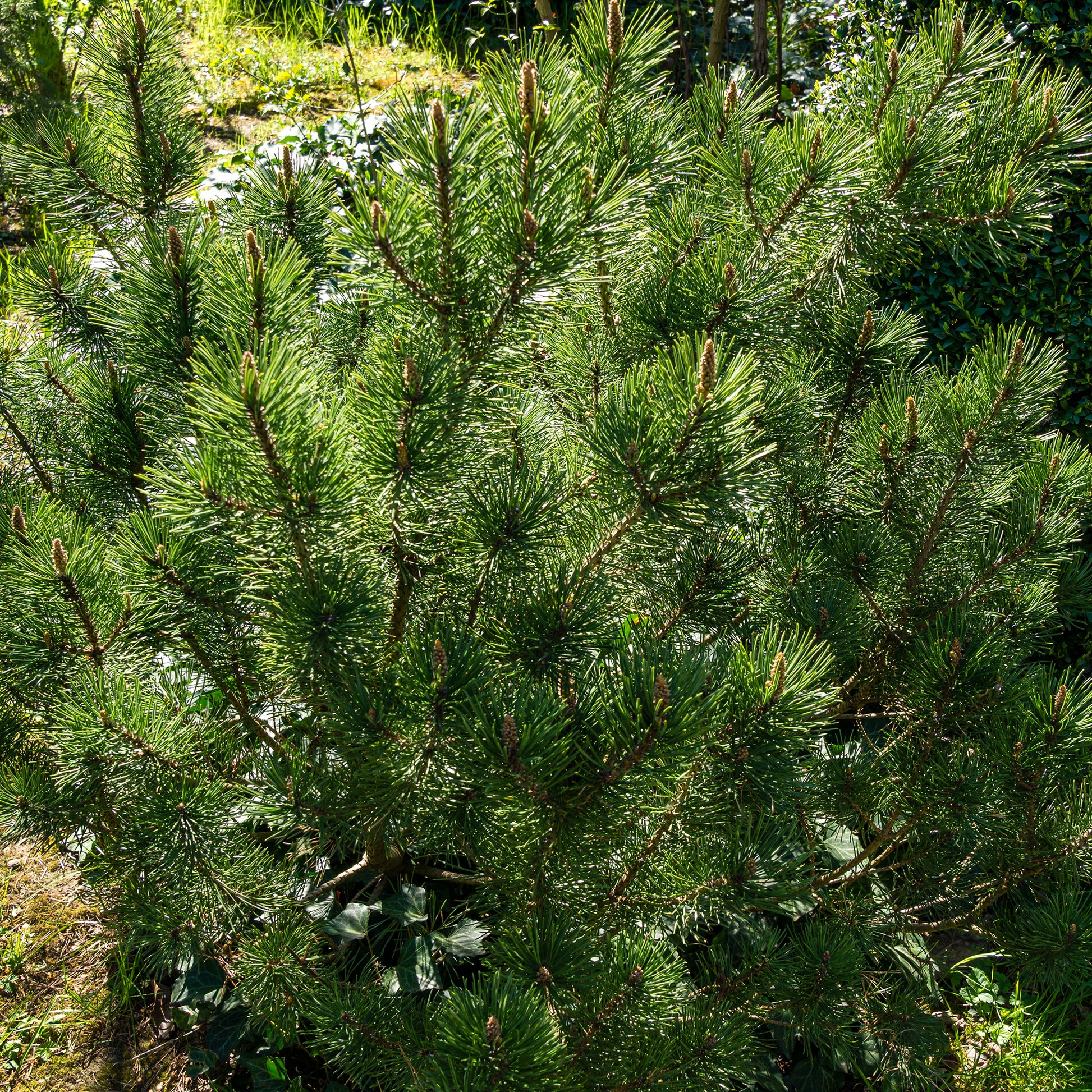 Pinus mugo Pumilio - Bergden Pumilio - Den