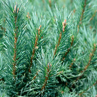 Pinus sylvestris Watereri - Grove den Watereri - Den