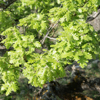 Verkoop Donzige eik - Quercus pubescens