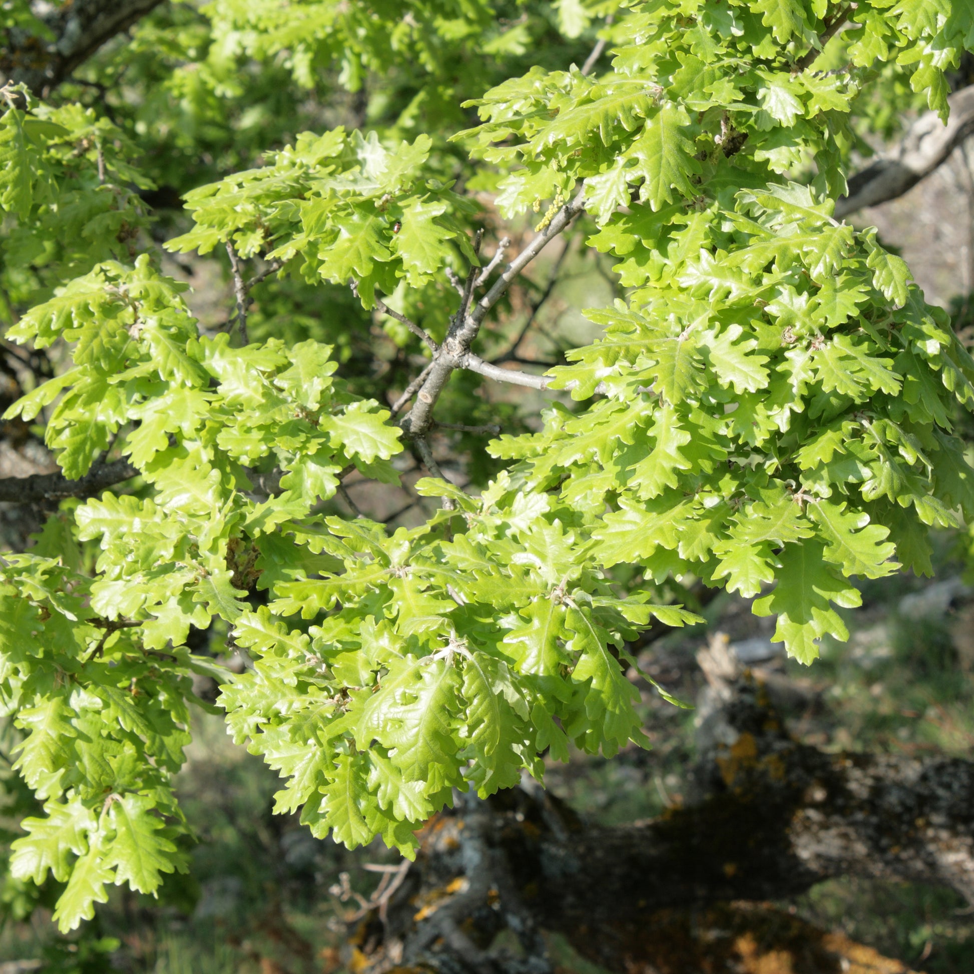 Verkoop Donzige eik - Quercus pubescens