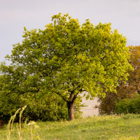 Eik - Donzige eik - Quercus pubescens