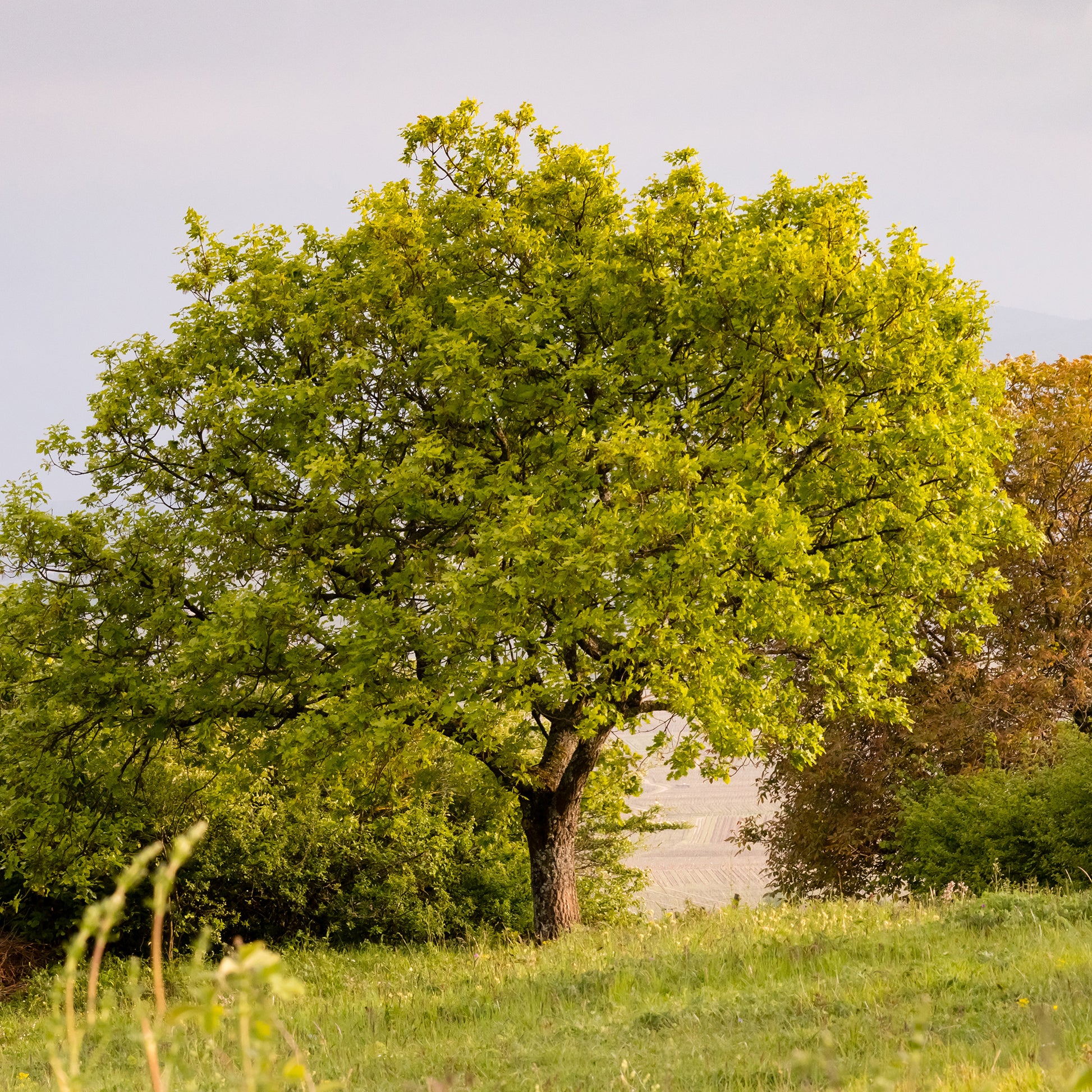 Eik - Donzige eik - Quercus pubescens