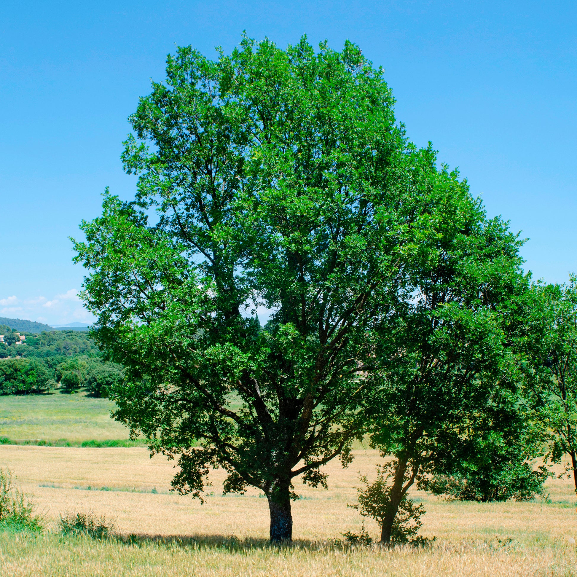 Donzige eik - Quercus pubescens - Bakker