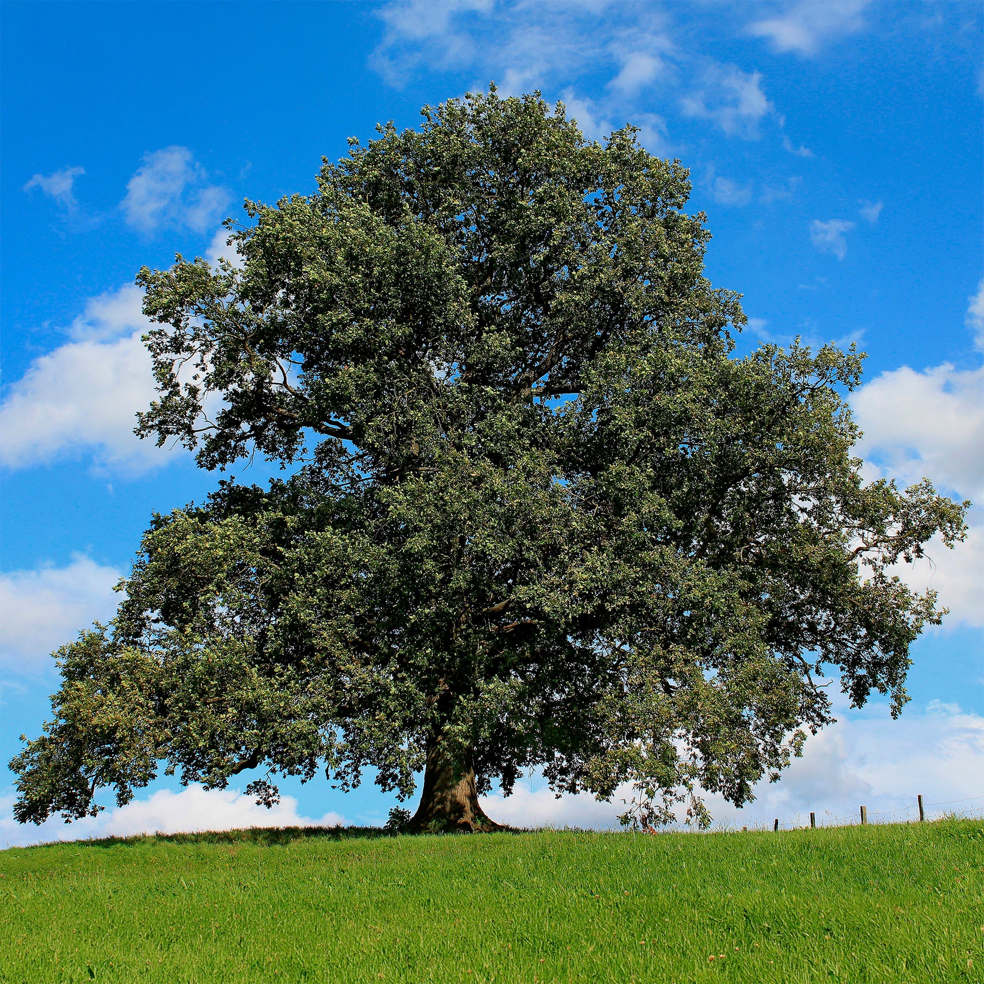 Quercus robur - Zomereik - Eik