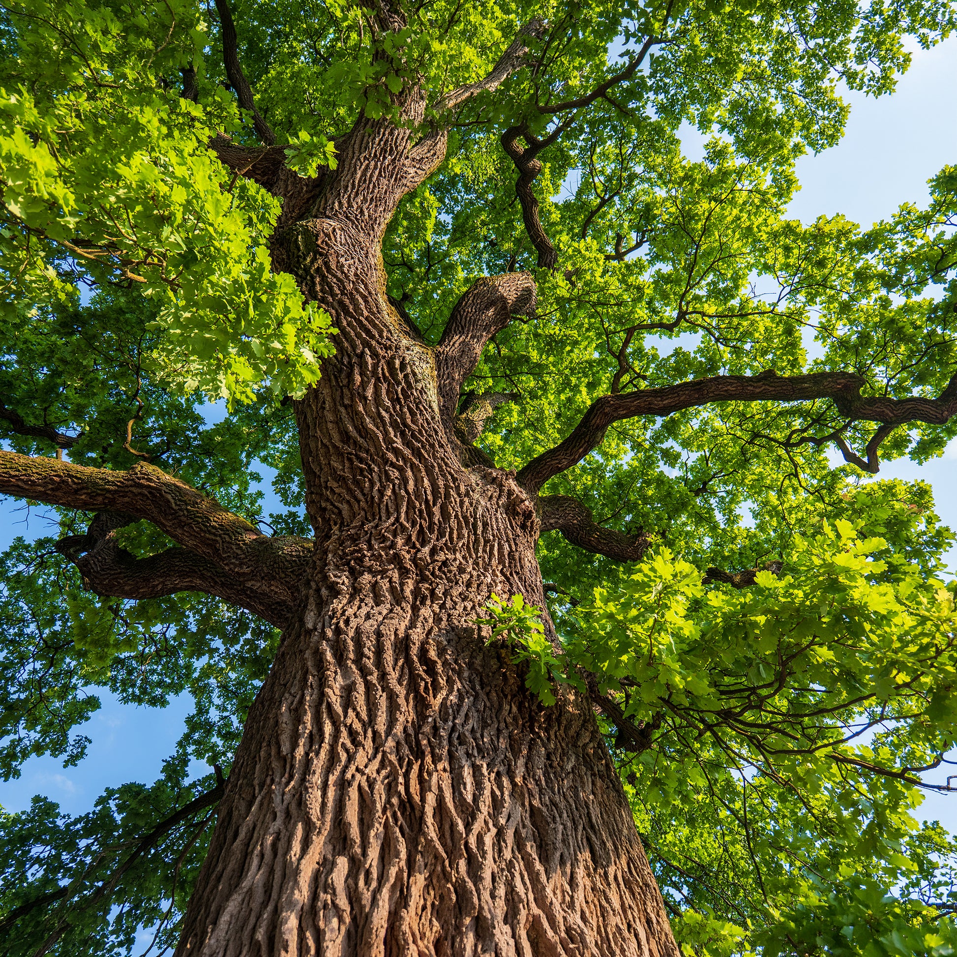 Verkoop Zomereik - Quercus robur