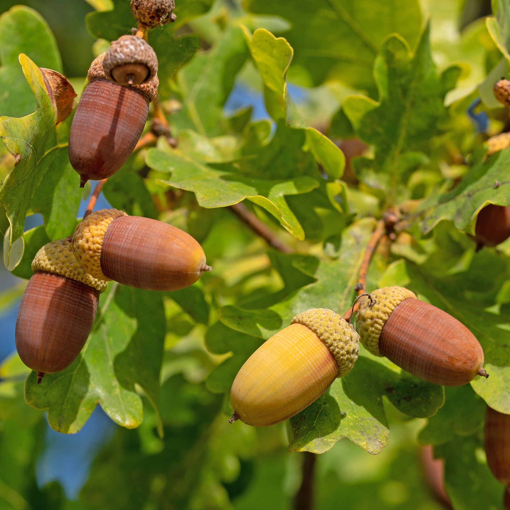 Eik - Zomereik - Quercus robur
