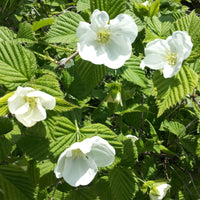 Verkoop Schijnkerria - Rhodotypos scandens