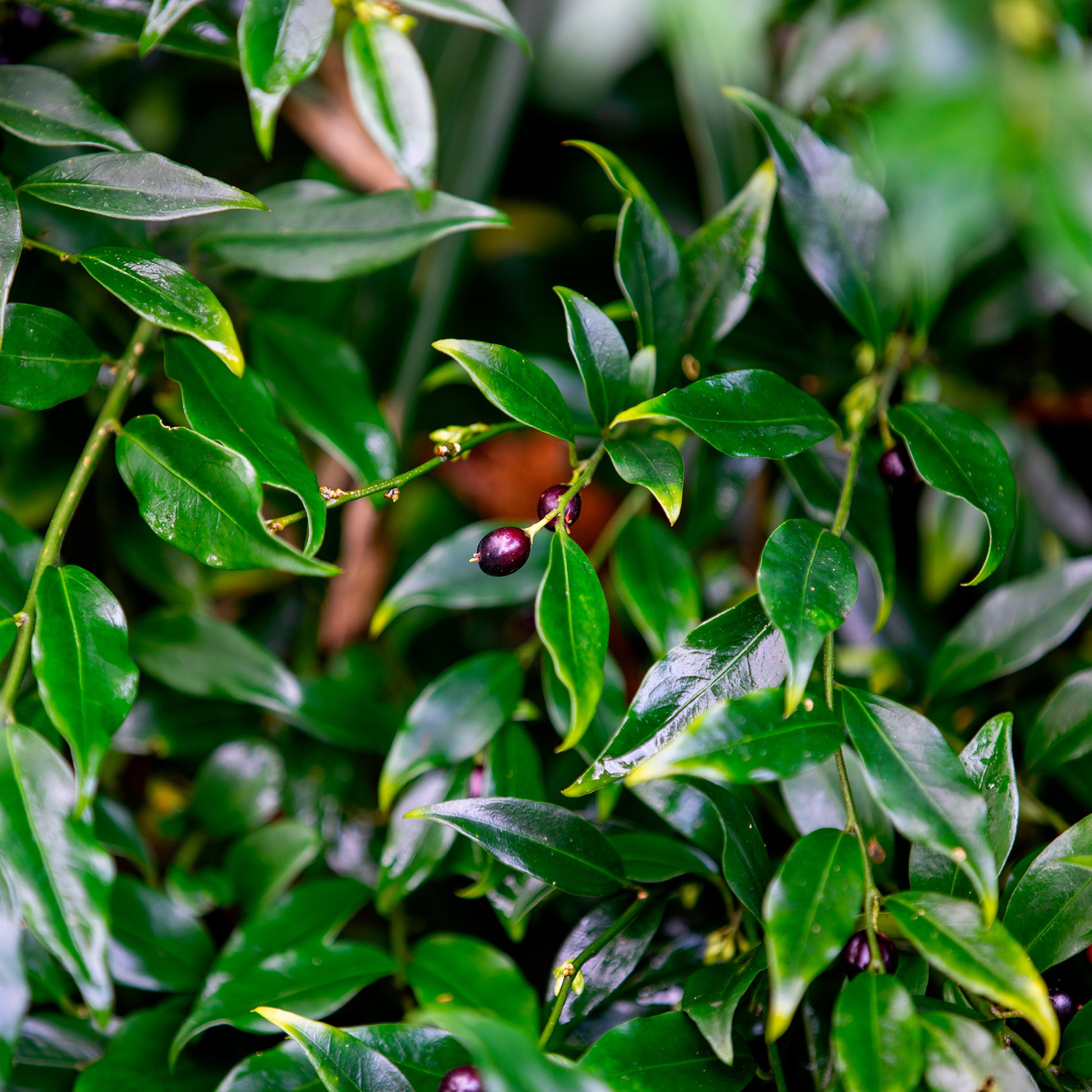 Sarcococca confusa - Vleesbes - Bloeiende heesters