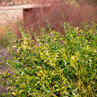 Bloeiende heesters - Vleesbes - Sarcococca confusa