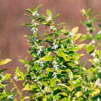 Vleesbes - Sarcococca confusa - Bakker