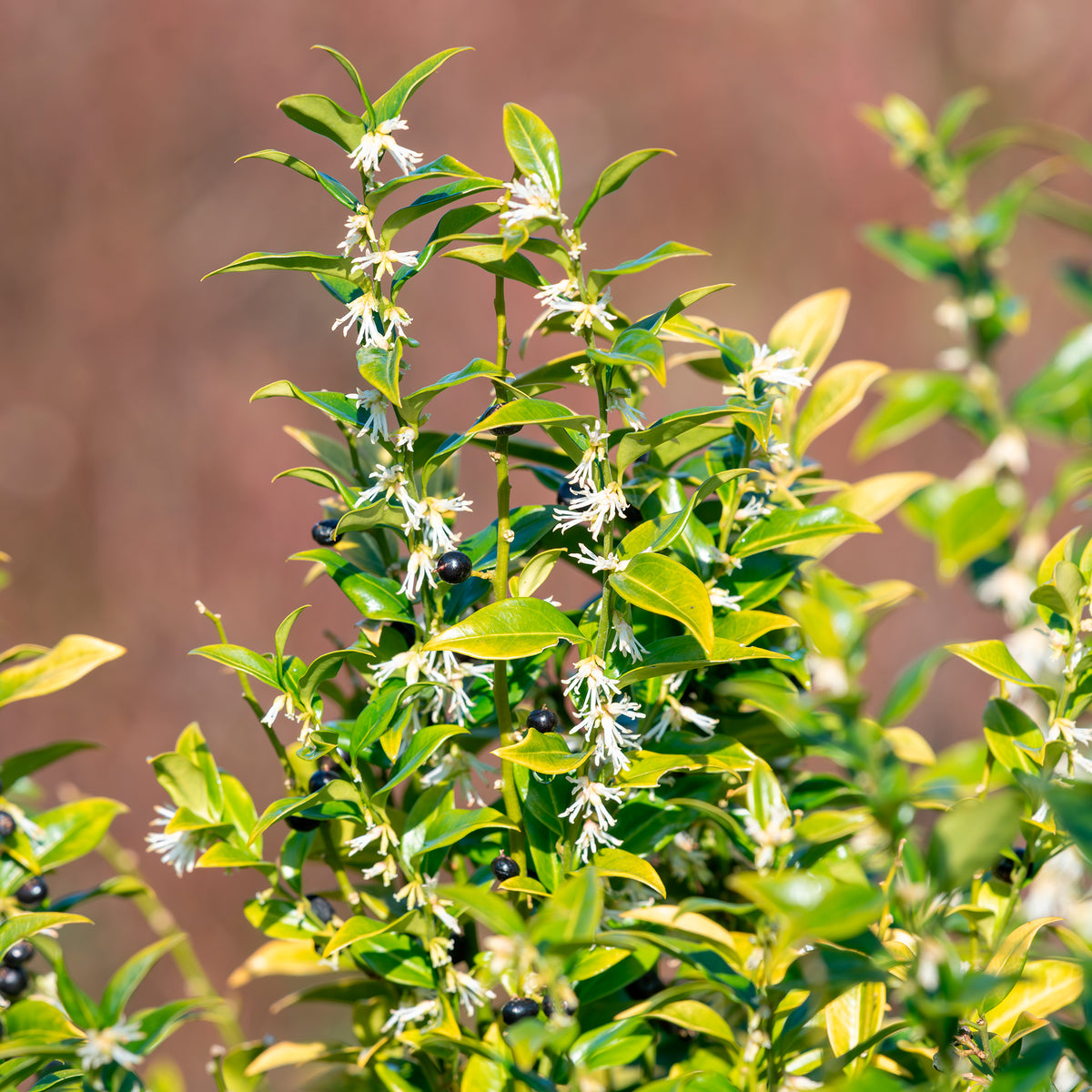 Vleesbes - Sarcococca confusa - Bakker