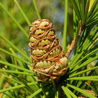 Sciadopitys verticillata - Japanse parasolden - Den