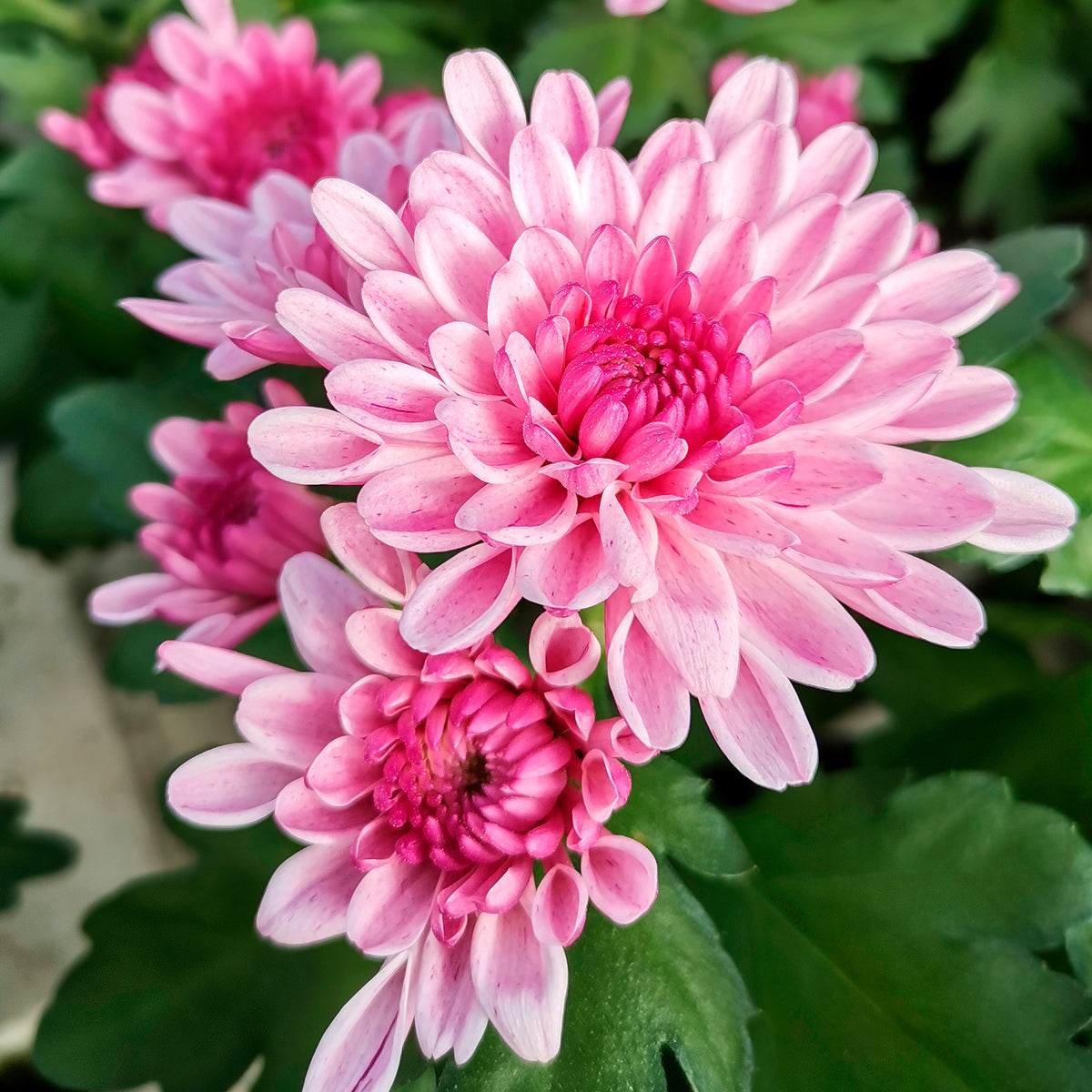 Chrysant roze - Bakker