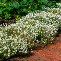 Alyssum hangend - Bakker