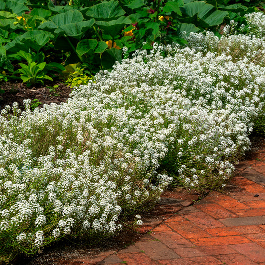 Alyssum hangend - Bakker