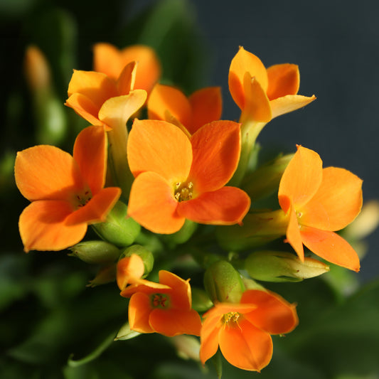 Kalanchoë oranje - Bakker