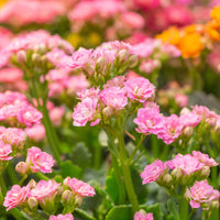 Kalanchoë roze