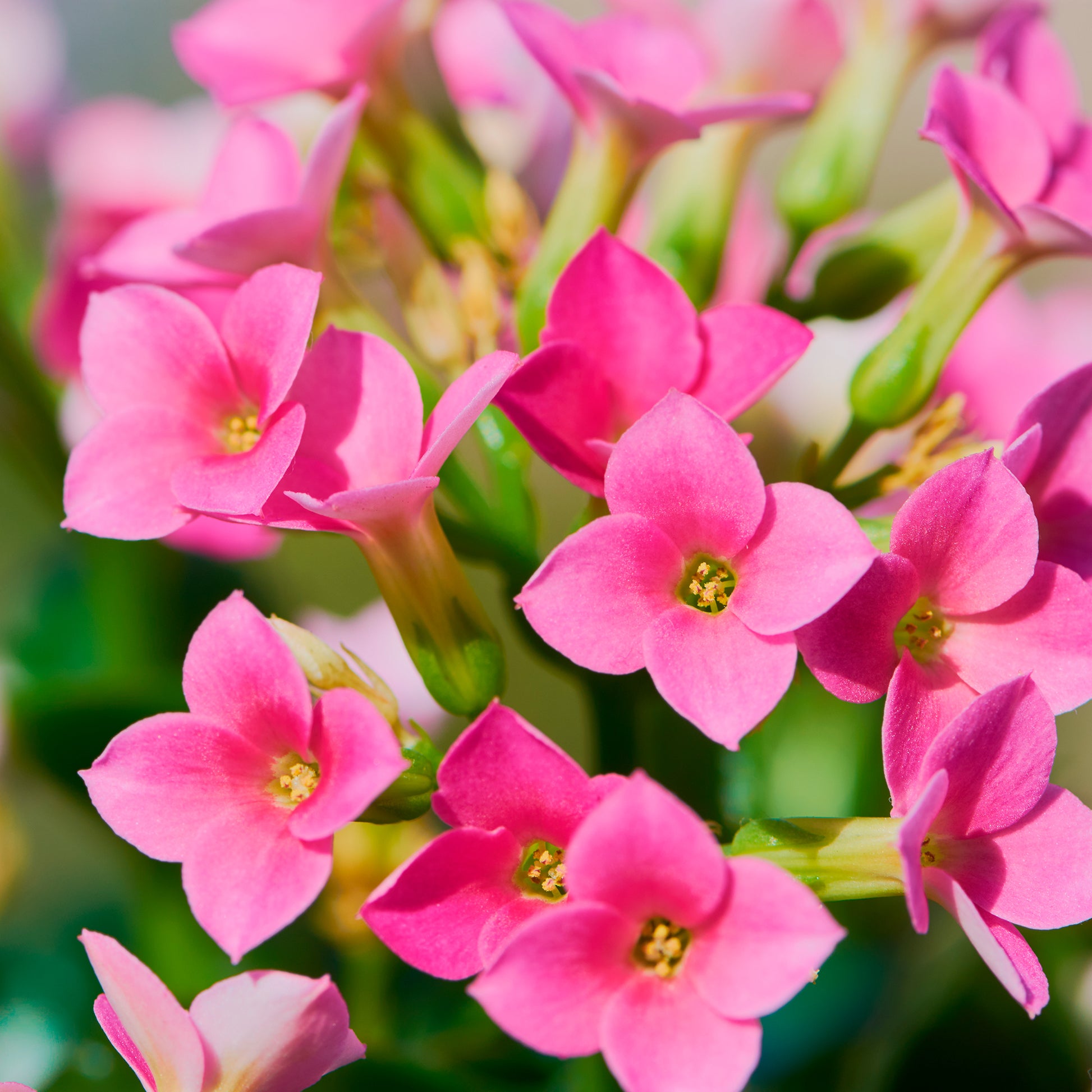 Kalanchoë roze - Kalanchoe blossfeldiana - Bakker