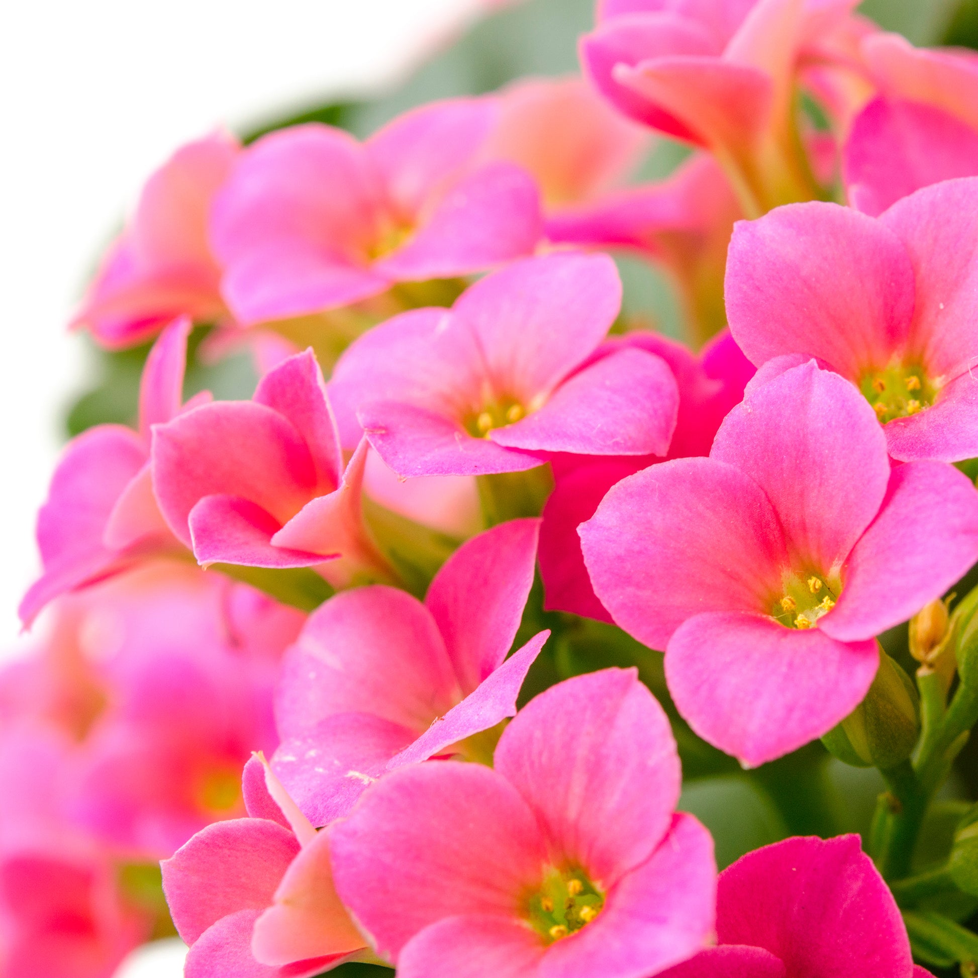 Kalanchoë roze - Bakker
