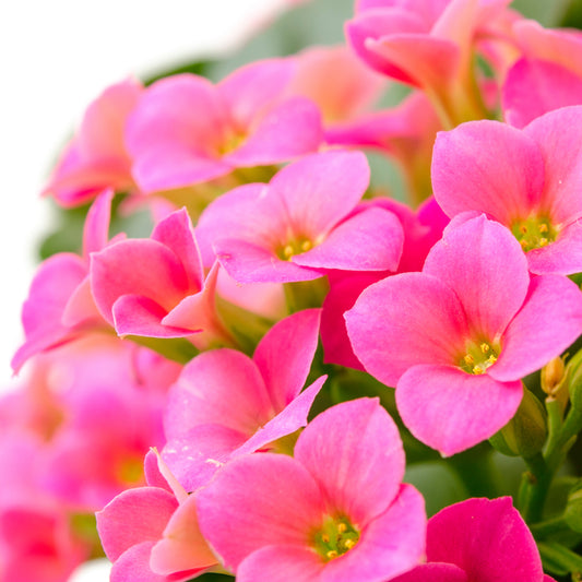 Kalanchoë roze - Bakker