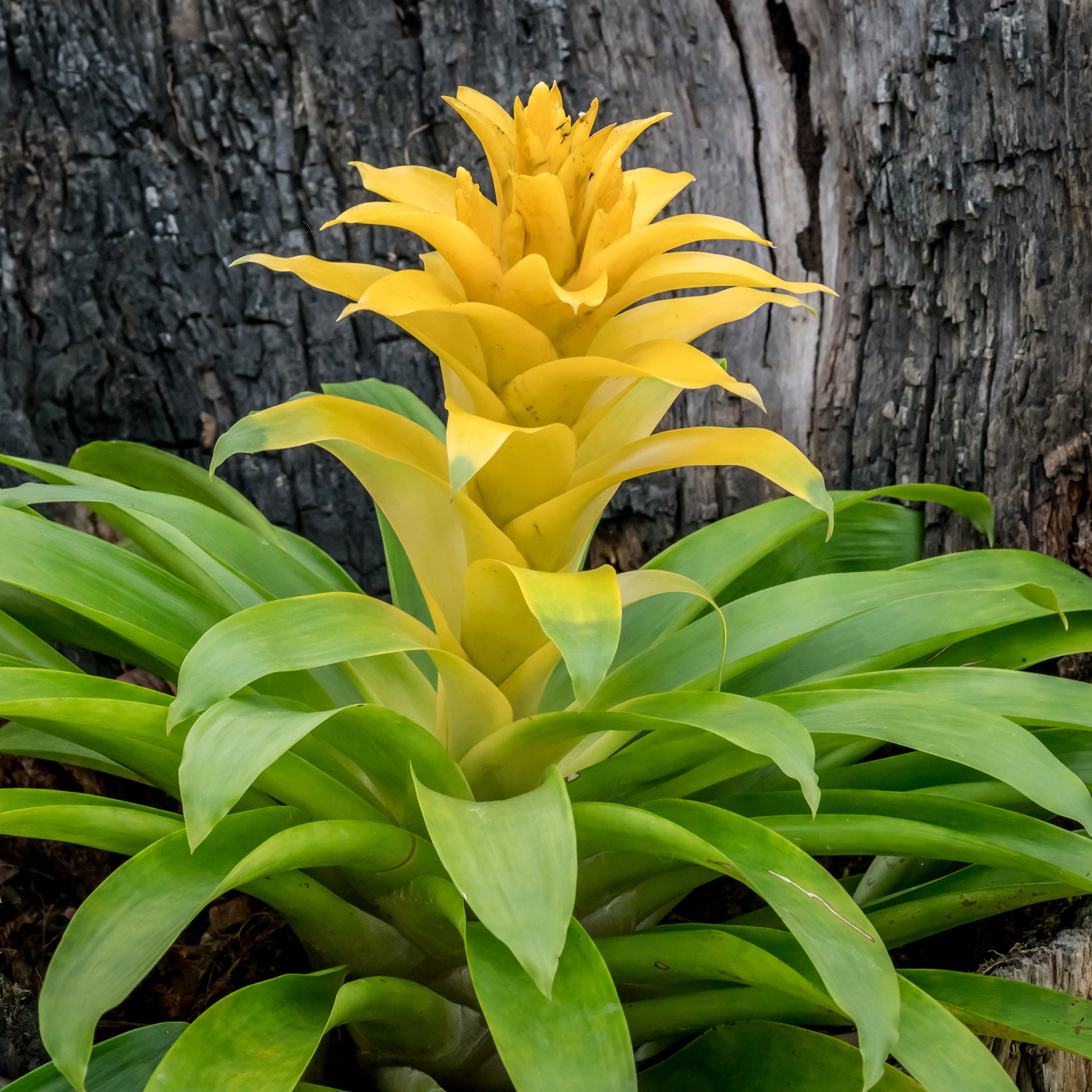 Bromeliaceae - Bromelia geel - Balkon- en terrasbloemen