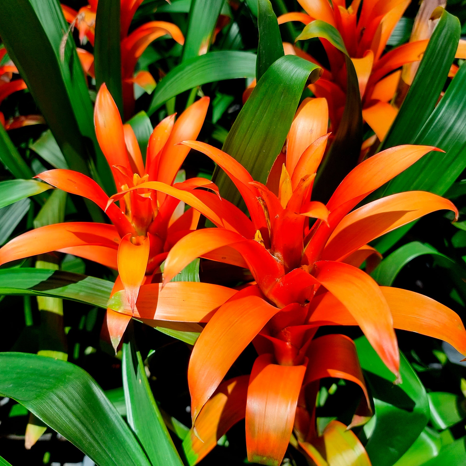 Bromeliaceae - Bromelia oranje - Balkon- en terrasbloemen