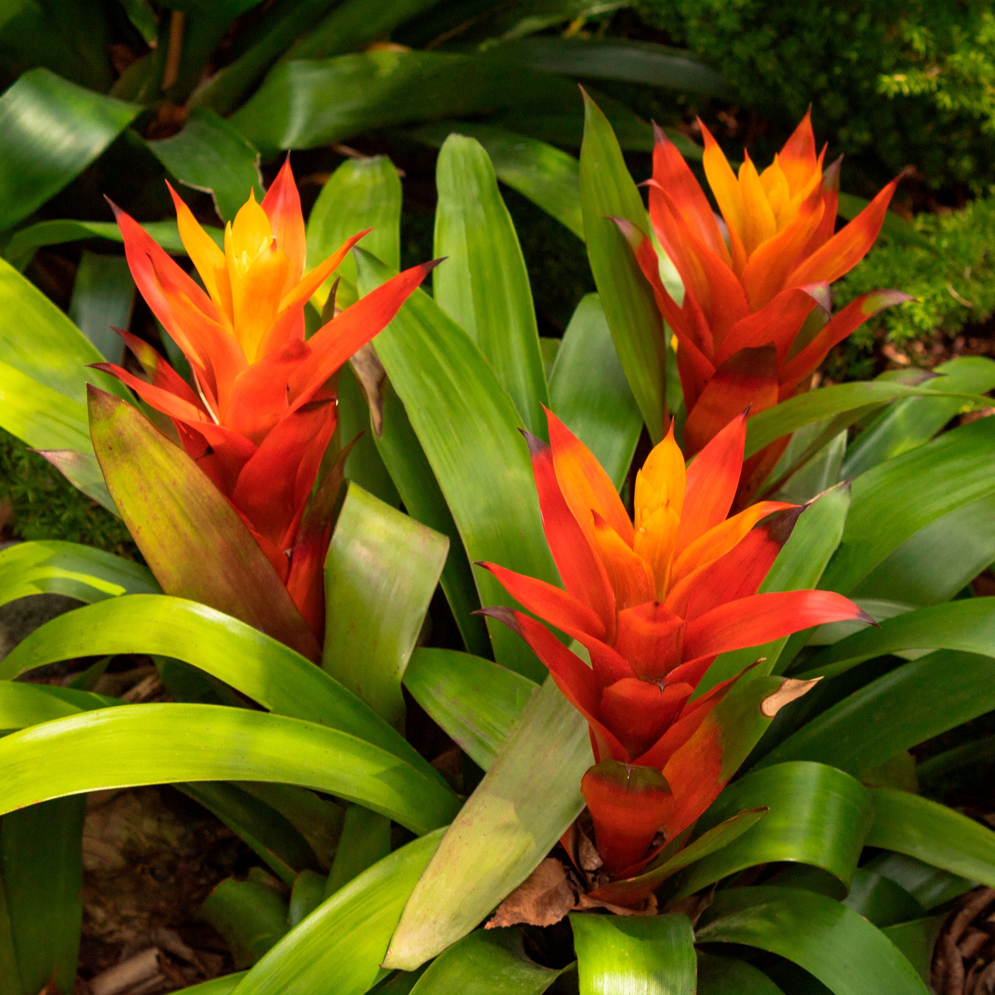 Bromelia oranje - Bakker