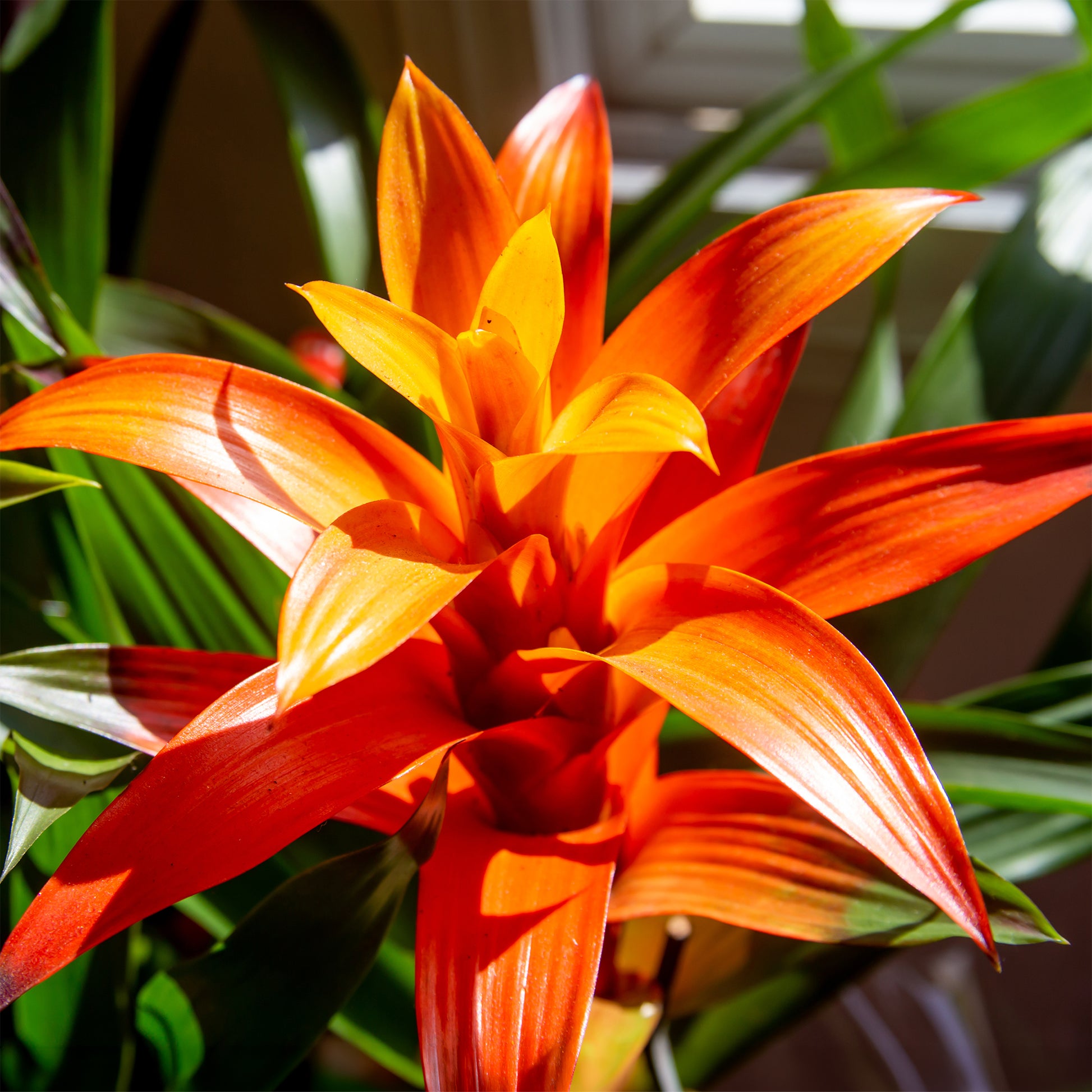Bromelia oranje - Bromeliaceae - Bakker