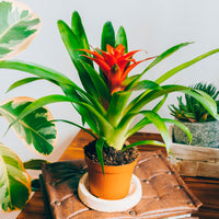 Bromelia oranje - Bromeliaceae - Bakker