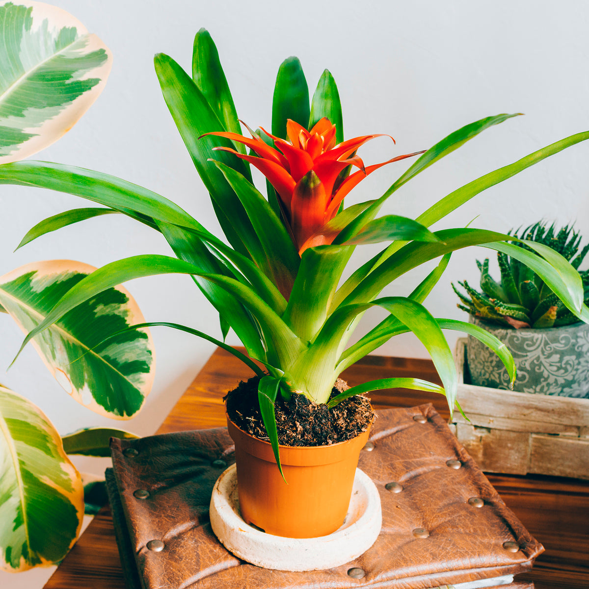 Bromelia oranje - Bromeliaceae - Bakker