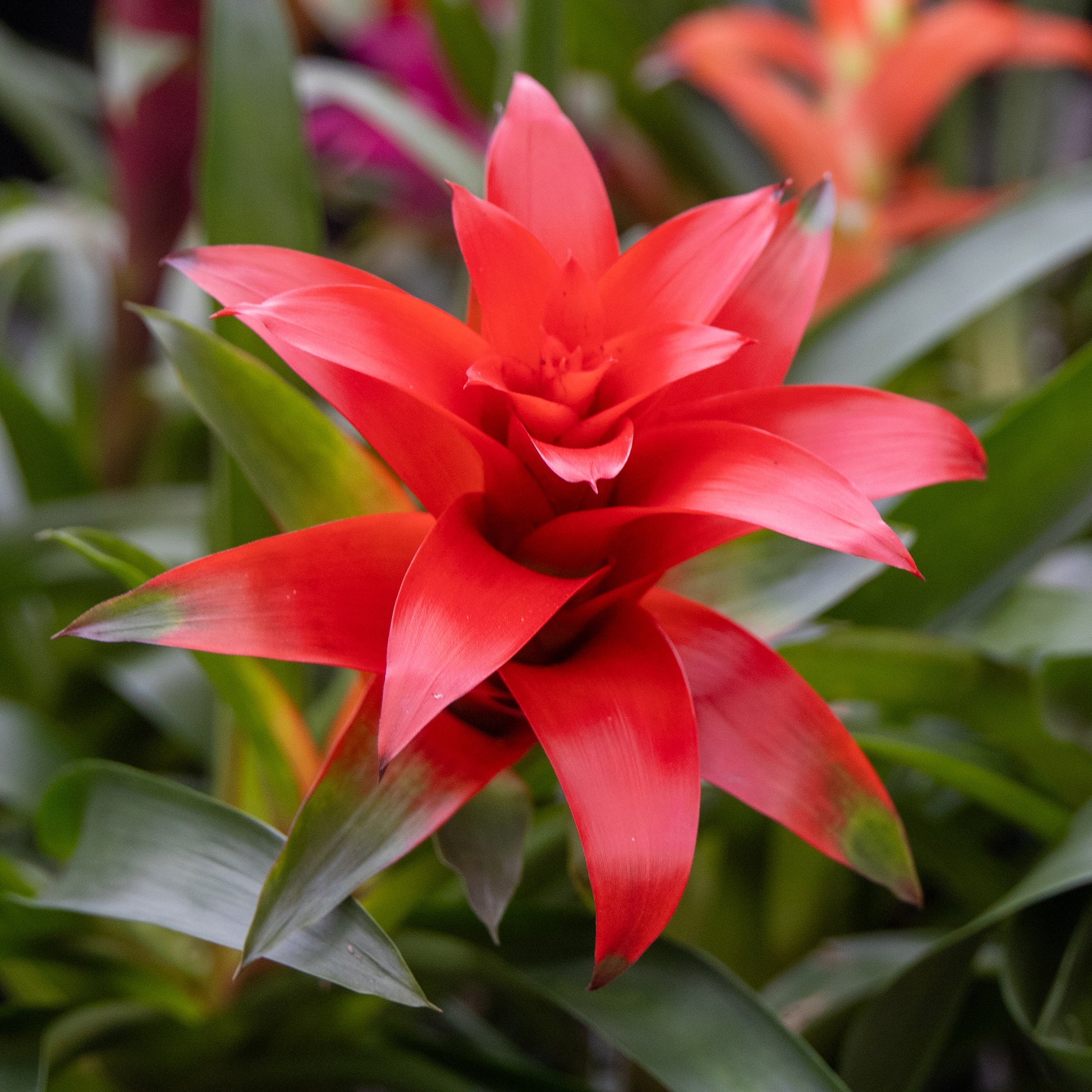 Bromeliaceae - Bromelia rood - Balkon- en terrasbloemen