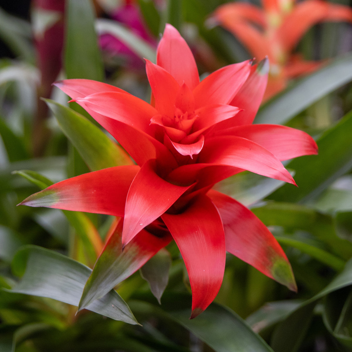 Bromeliaceae - Bromelia rood - Balkon- en terrasbloemen