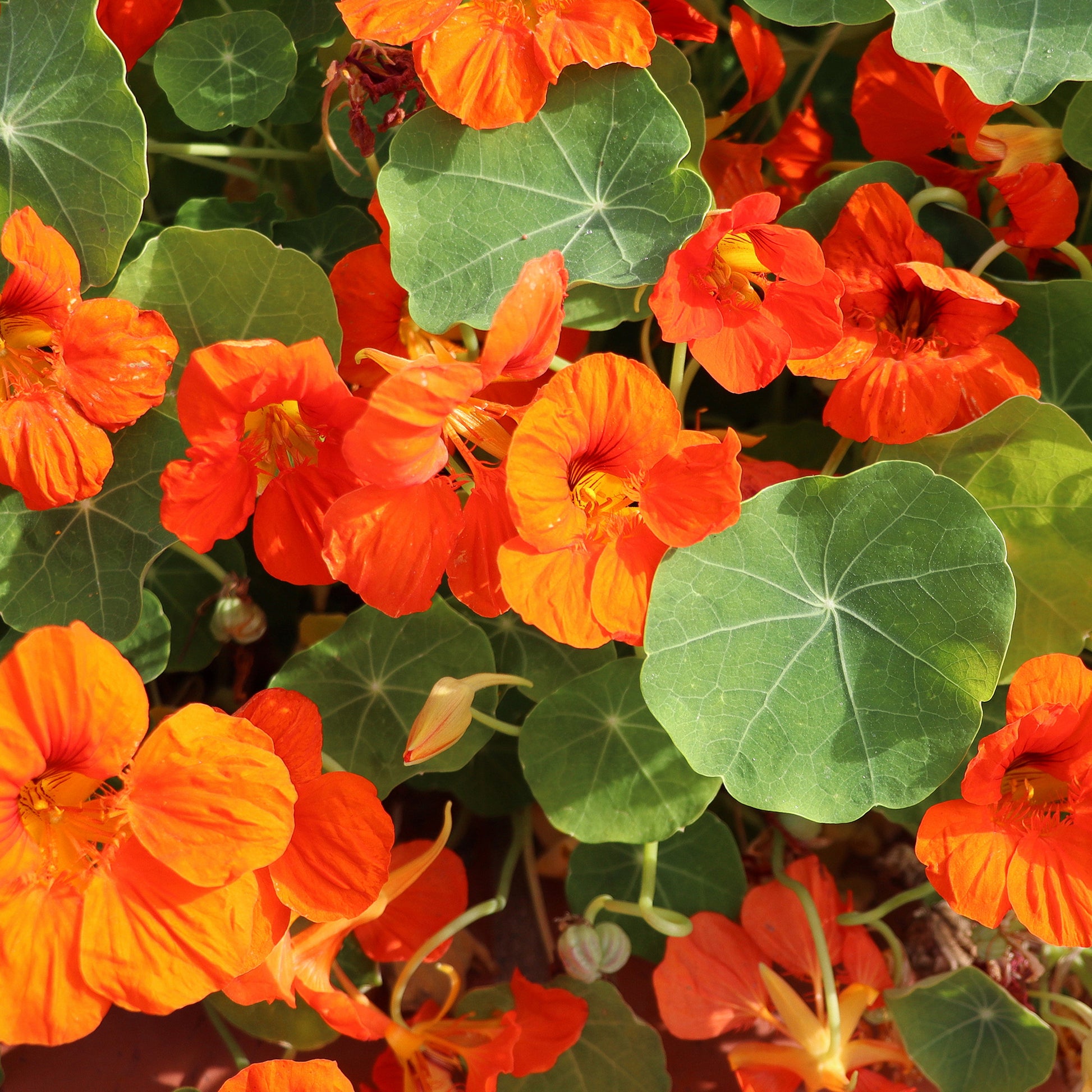 Verkoop Oranje Oost-Indische kers - Tropaeolum majus
