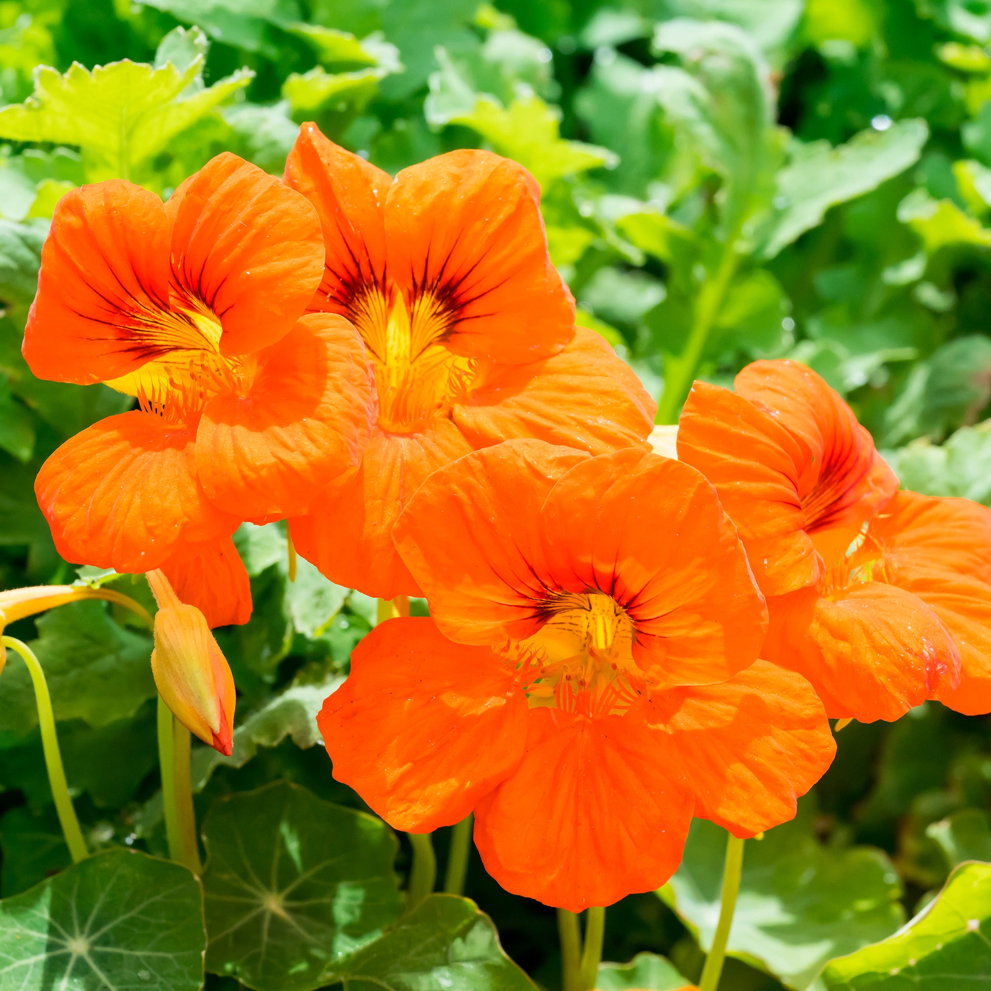 Oranje Oost-Indische kers - Bakker