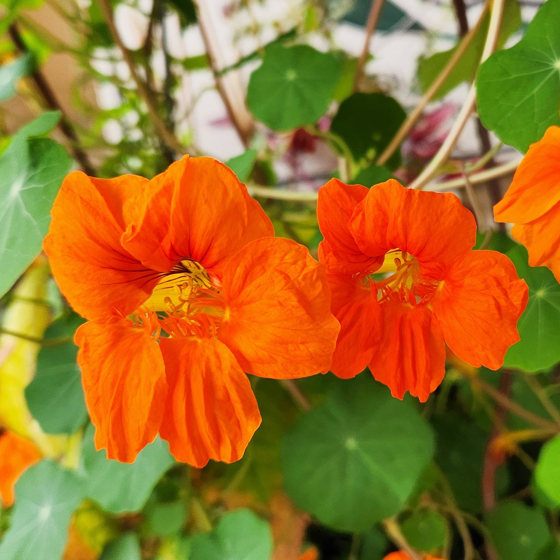 Tropaeolum majus - Oranje Oost-Indische kers - Balkon- en terrasbloemen
