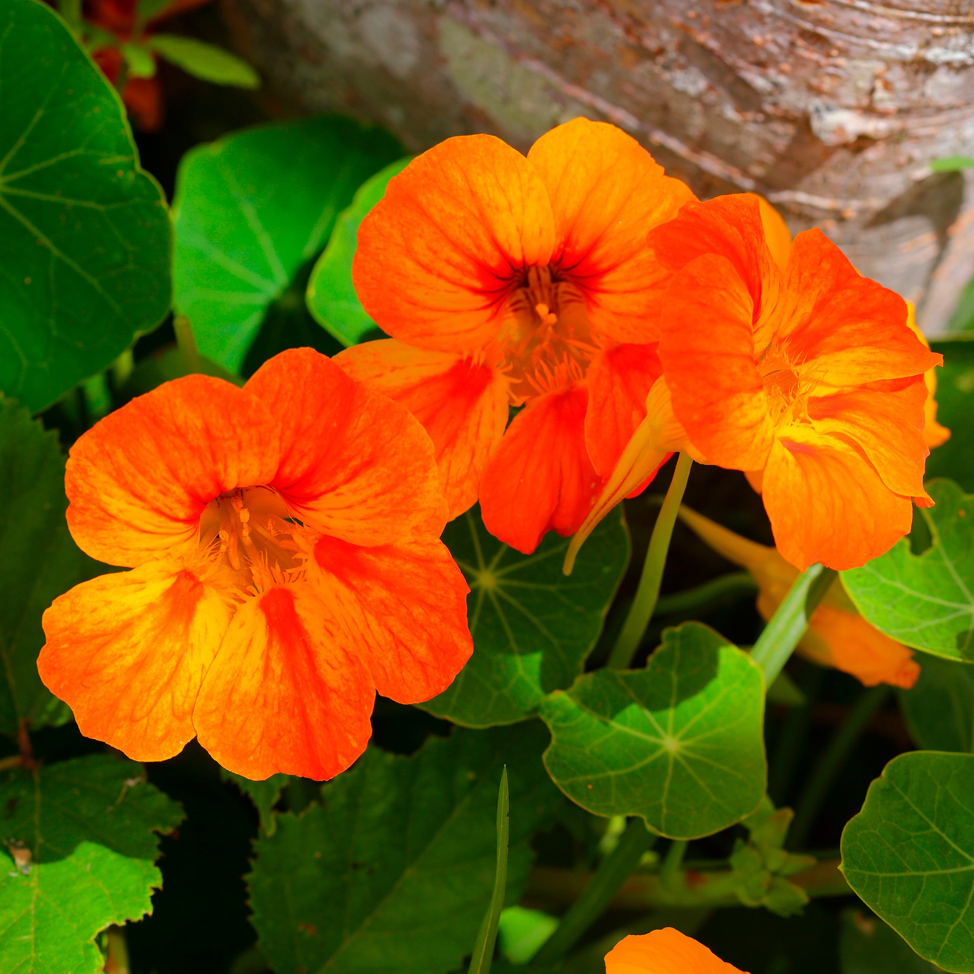 Balkon- en terrasbloemen - Oranje Oost-Indische kers - Tropaeolum majus