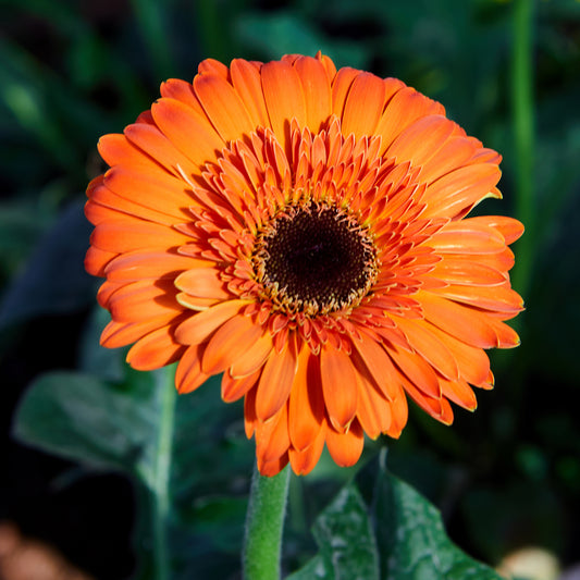 Gerbera oranje - Bakker