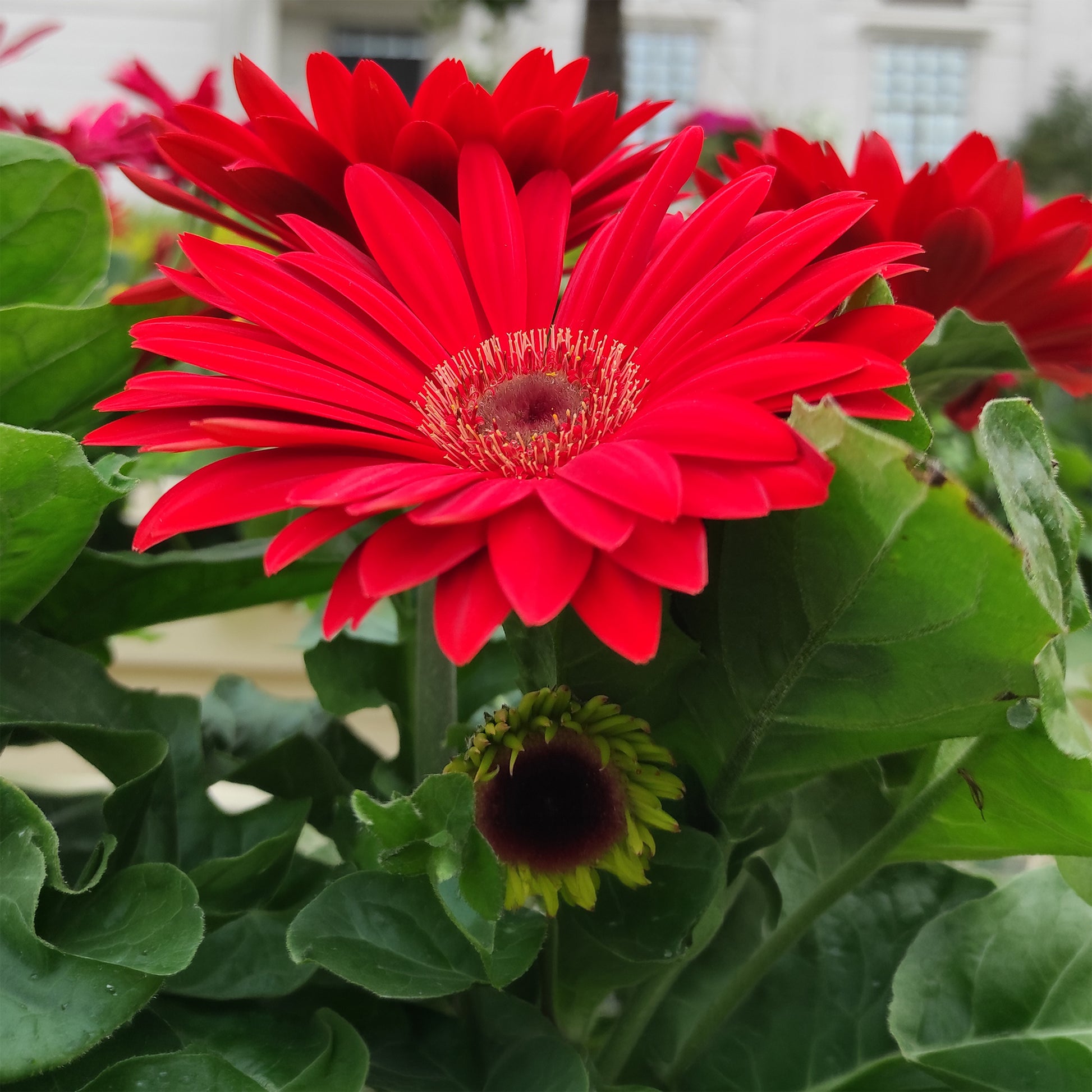 Gerbera rood - Bakker