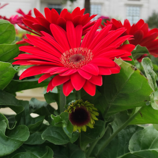 Gerbera rood - Bakker
