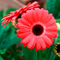 Gerbera rood - Gerbera jamesonii - Bakker