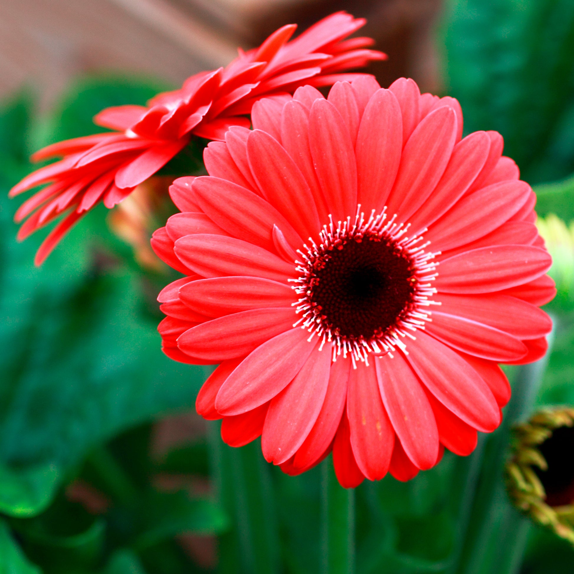 Gerbera rood - Gerbera jamesonii - Bakker
