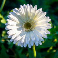 Gerbera wit - Bakker